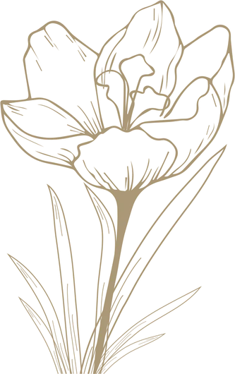 Line drawing of a saffron crocus flower, from the Amitra box